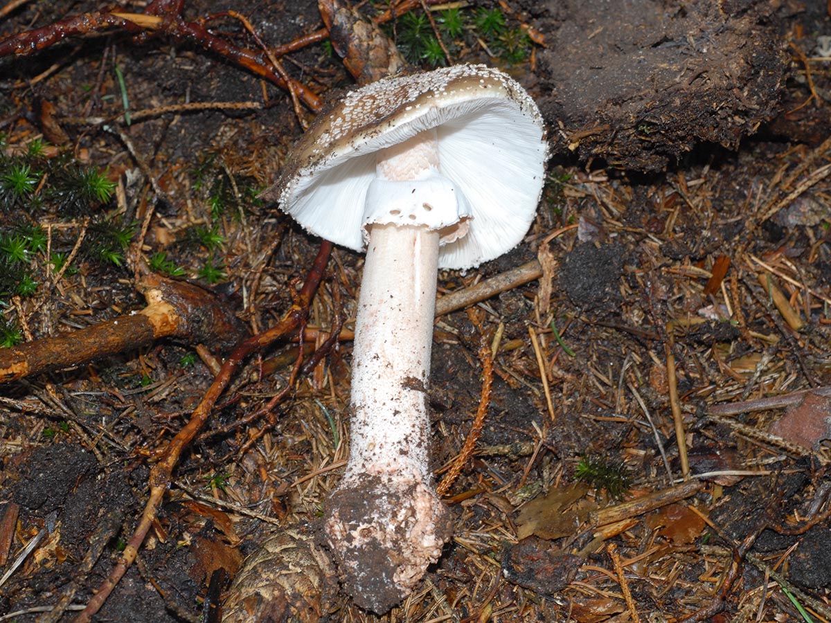 Amanita rubescens