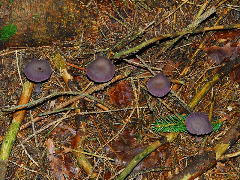 Laccaria amethystea 