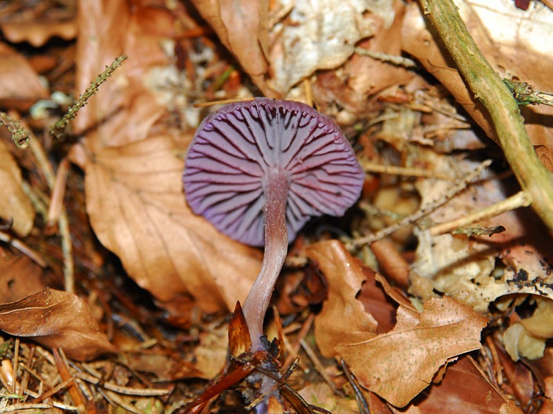 Laccaria amethystea 