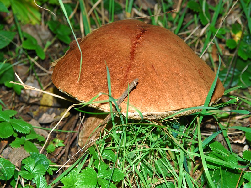 Leccinum rufum