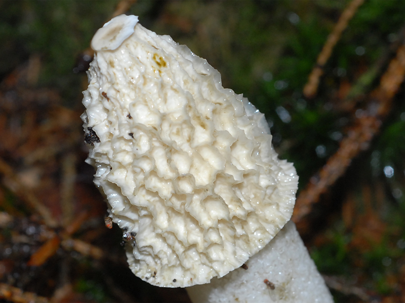 Phallus impudicus