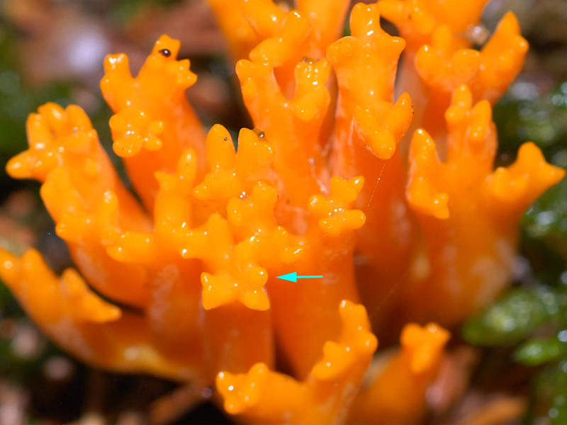 Ramaria aurea