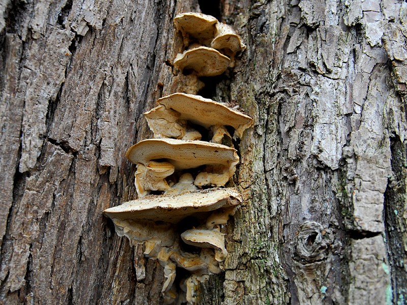 Trametes gibbosa