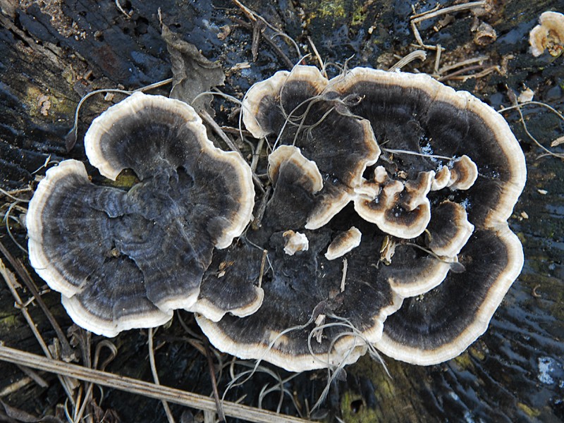 Trametes versicolor