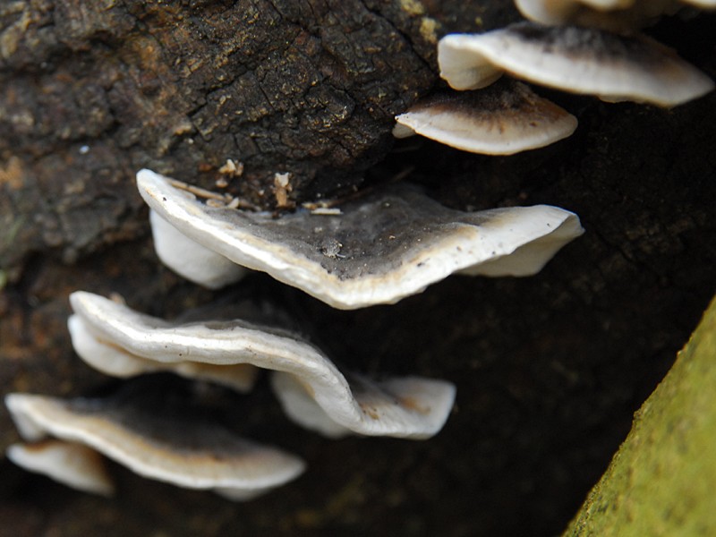 Trametes versicolor