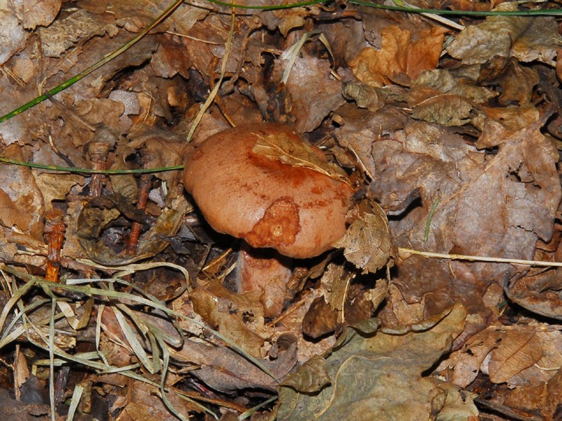 Lactarius quietus