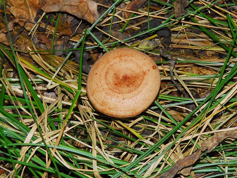 Lactarius quietus