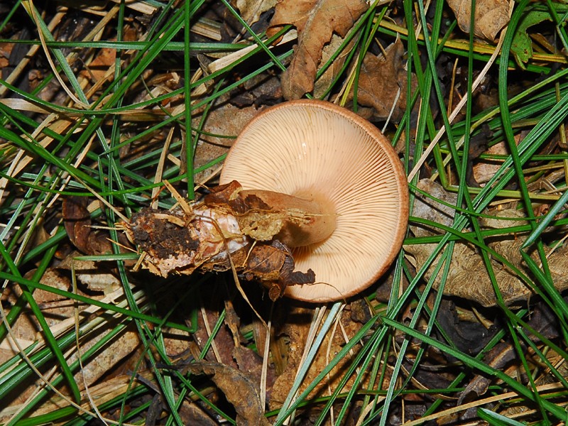 Lactarius quietus