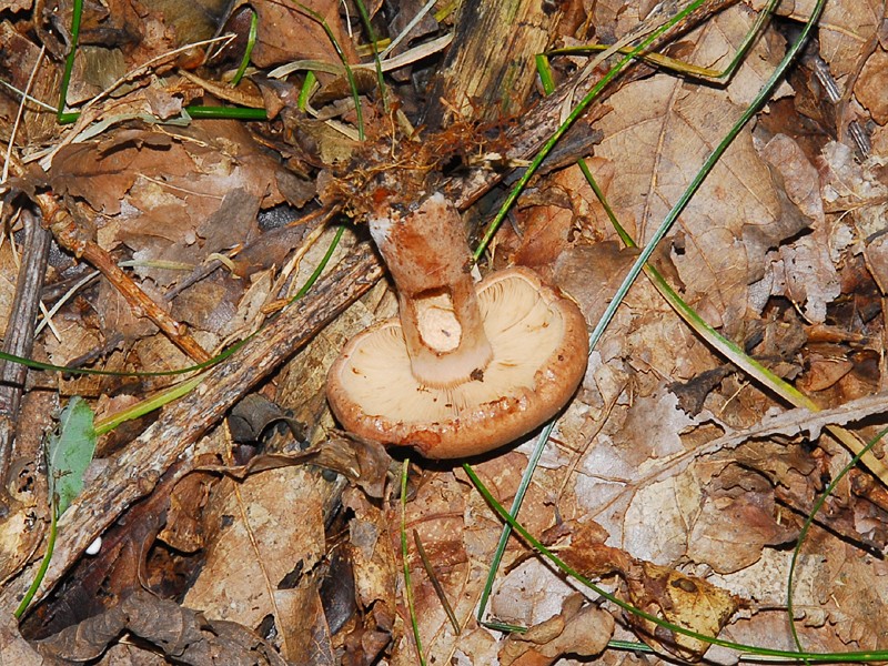 Lactarius quietus