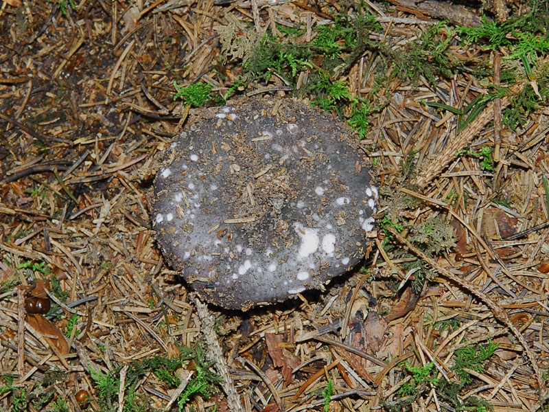 Russula cyanoxantha