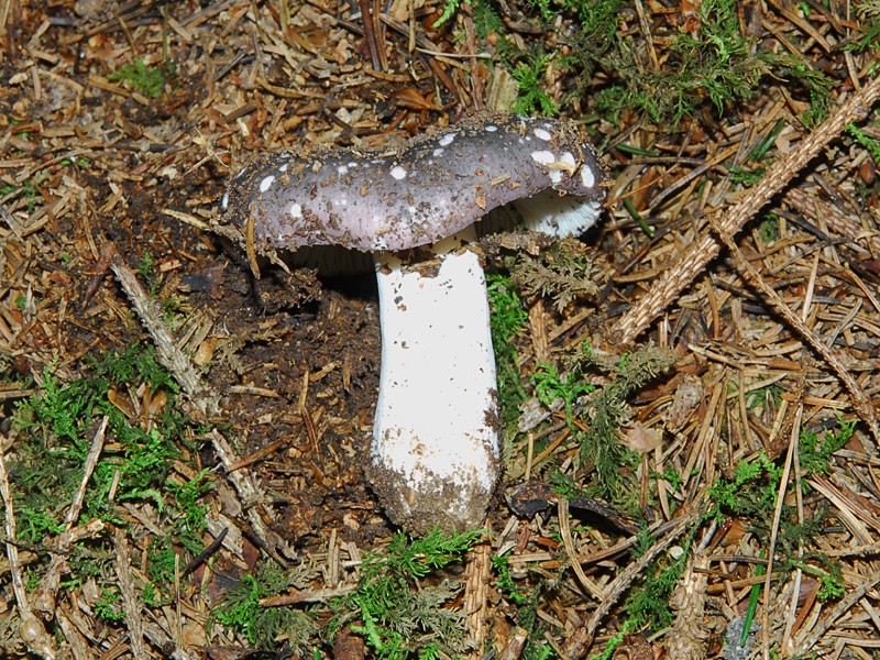 Russula cyanoxantha