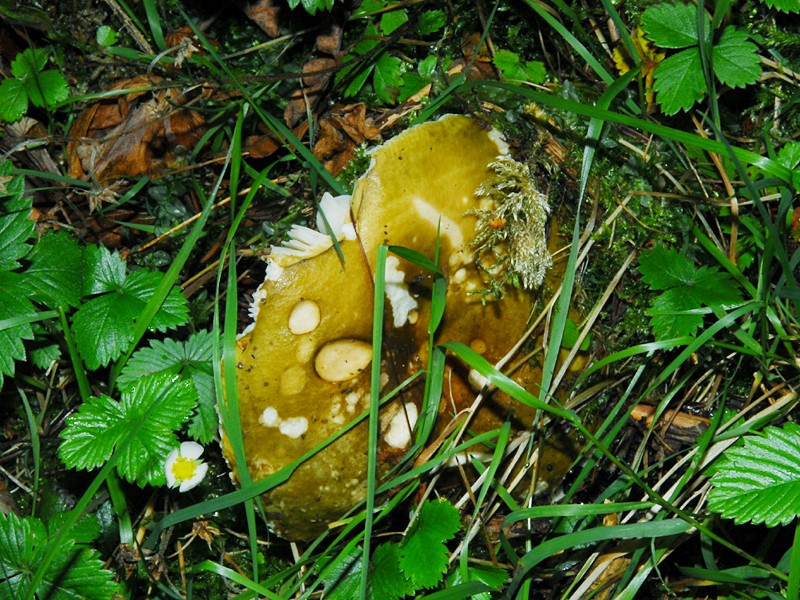 Russula cyanoxantha