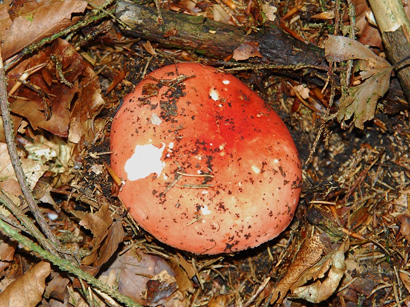 Russula mairei