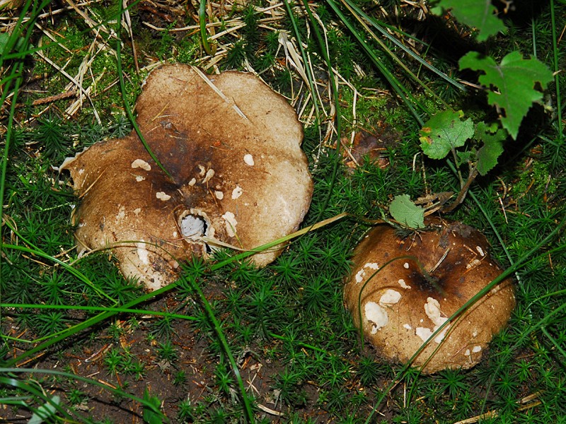 Russula nigricans