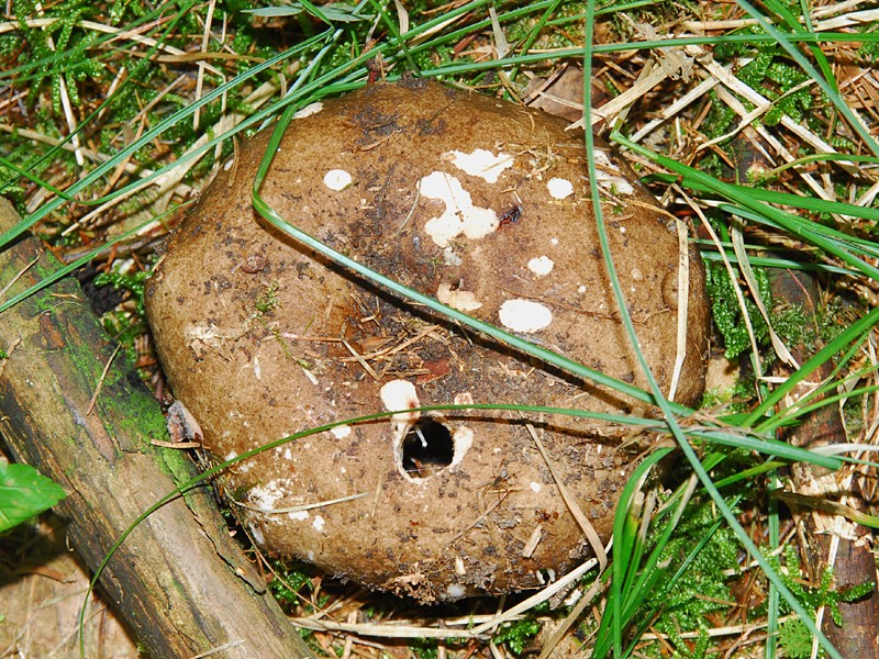 Russula nigricans