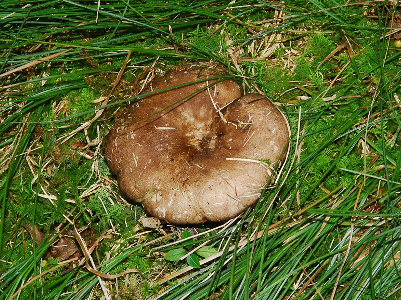 Russula nigricans