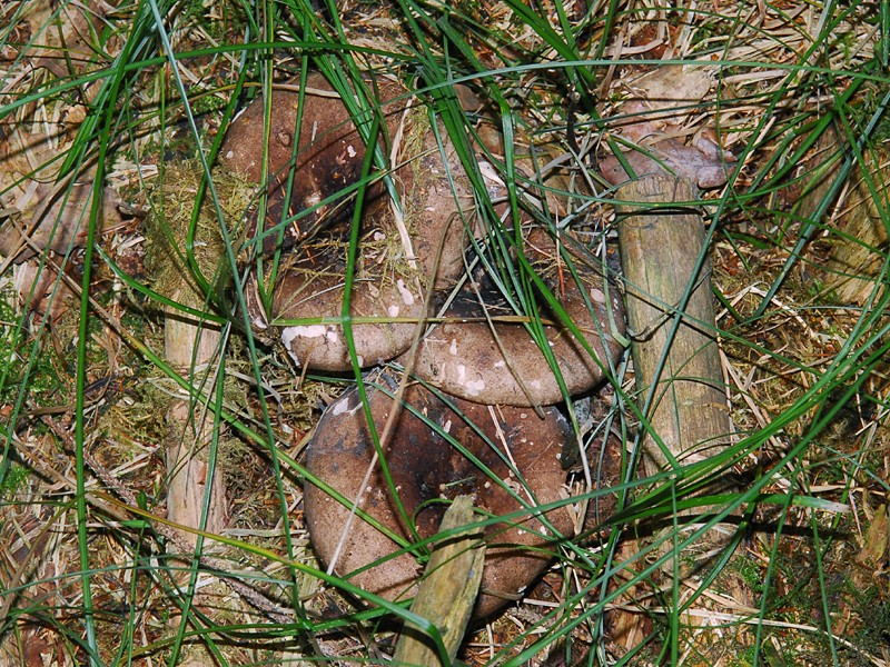 Russula nigricans