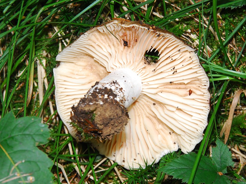 Russula nigricans