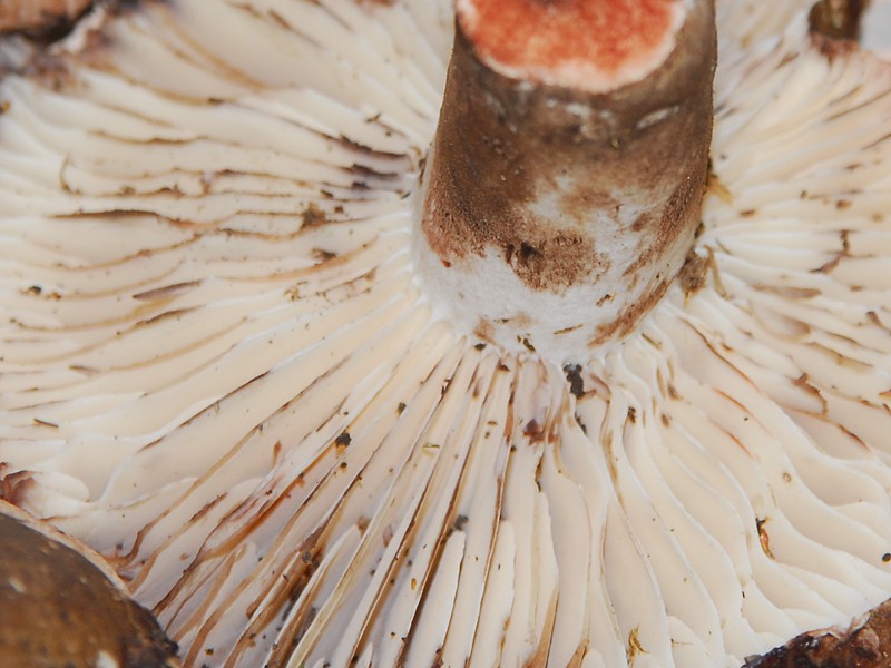 Russula nigricans