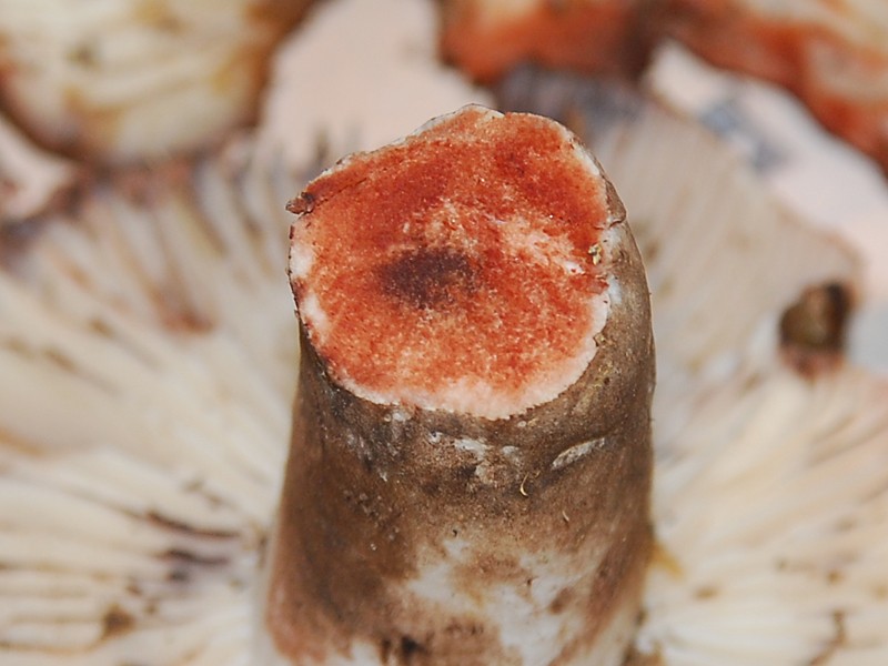 Russula nigricans