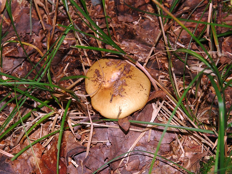 Russula ochroleuca