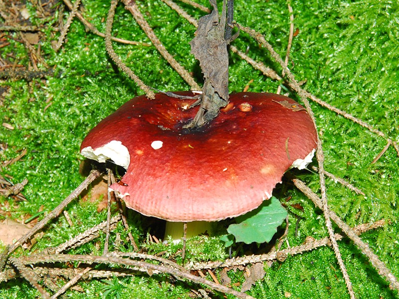 Russula xerampelina