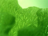 Anadyomenaceae