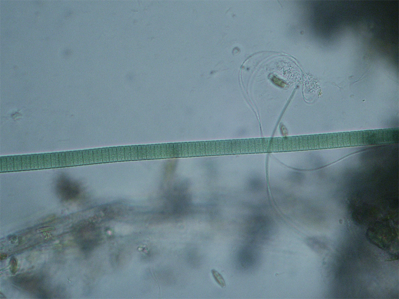 Oscillatoria sp.