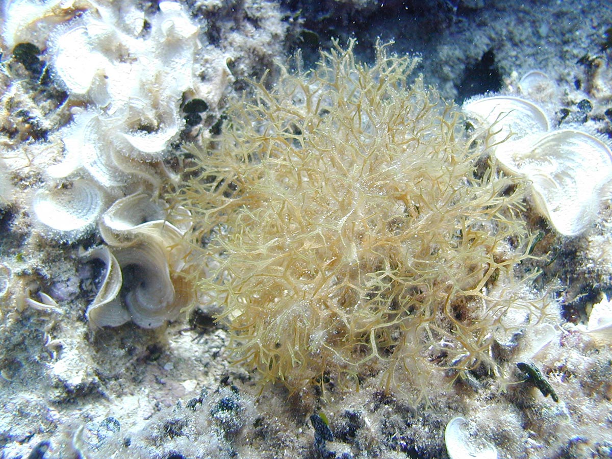 Dilophus fasciola