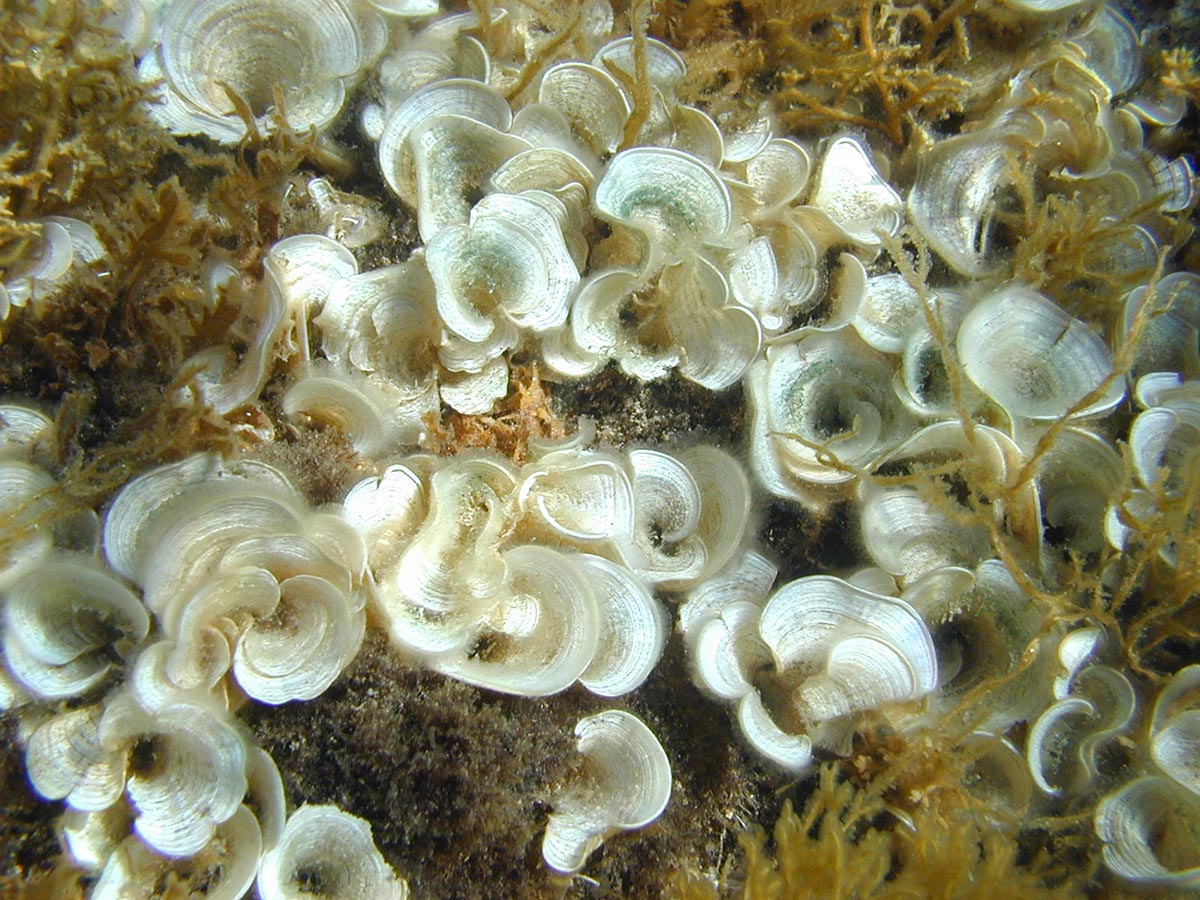 Padina pavonica