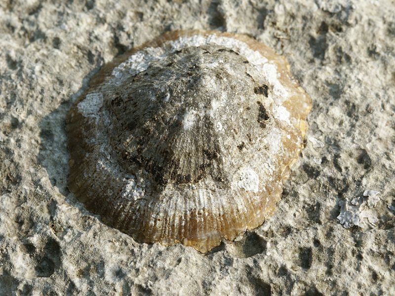 Patella vulgata