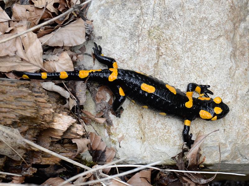  Salamandra