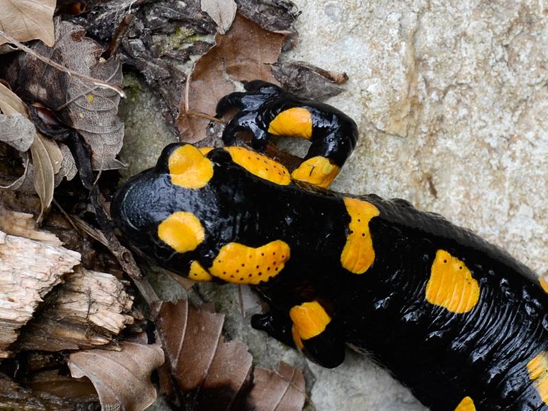  Salamandra