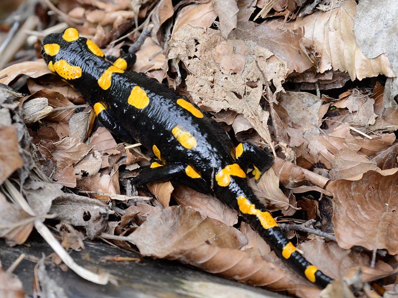  Salamandra