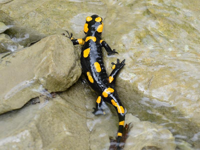  Salamandra