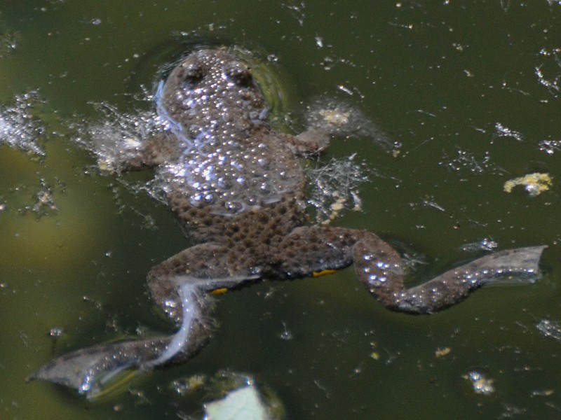 Bombina variegata