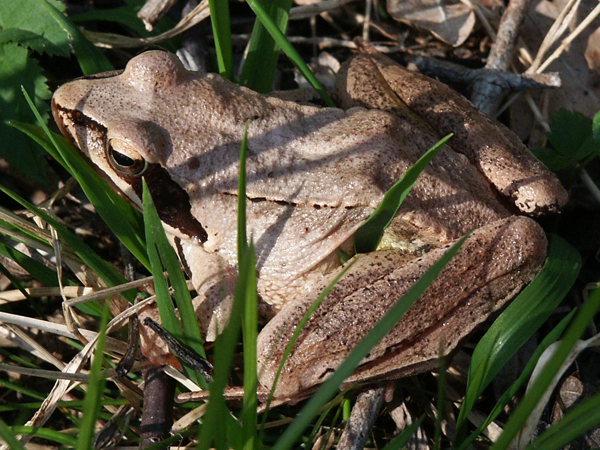 Rana dalmatina