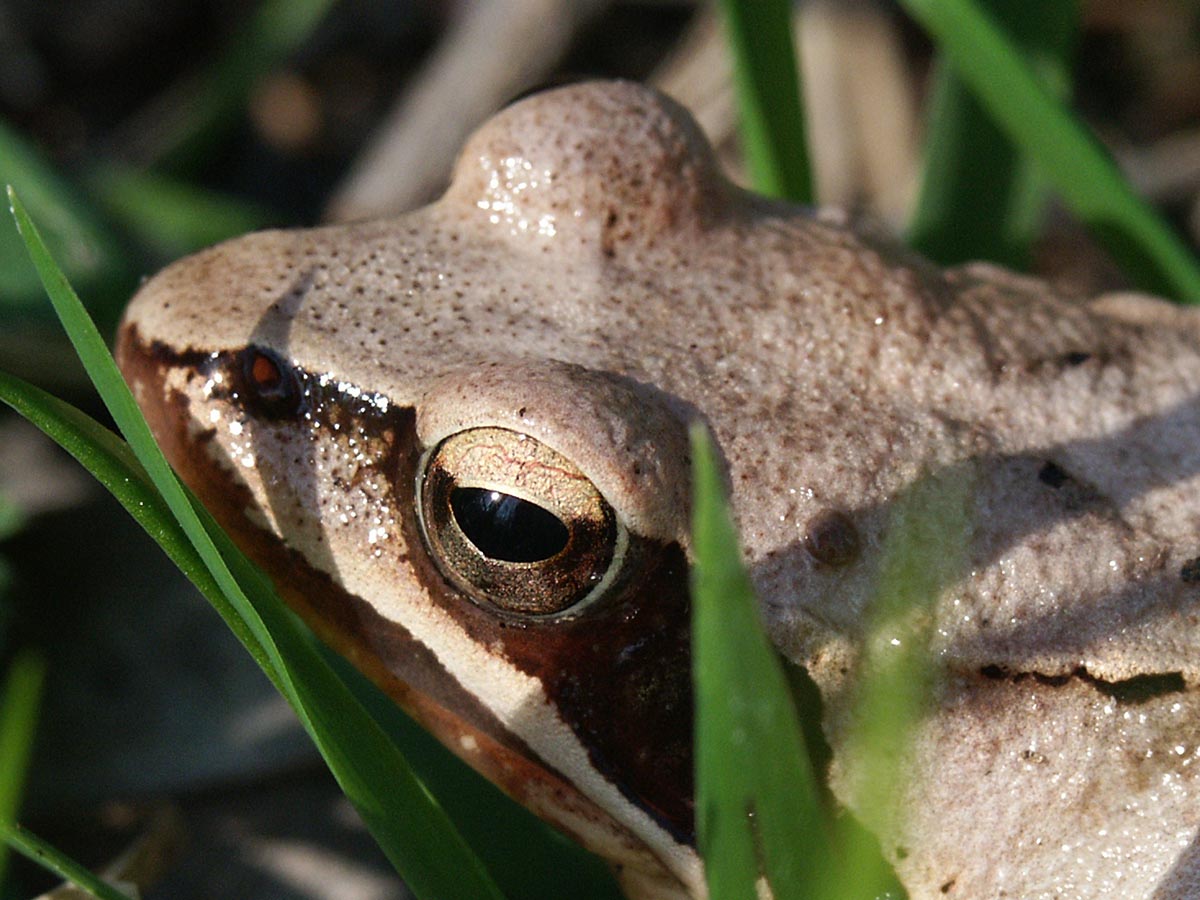 Rana dalmatina