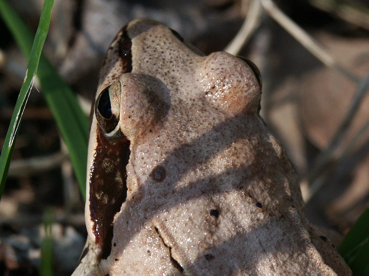 Rana dalmatina