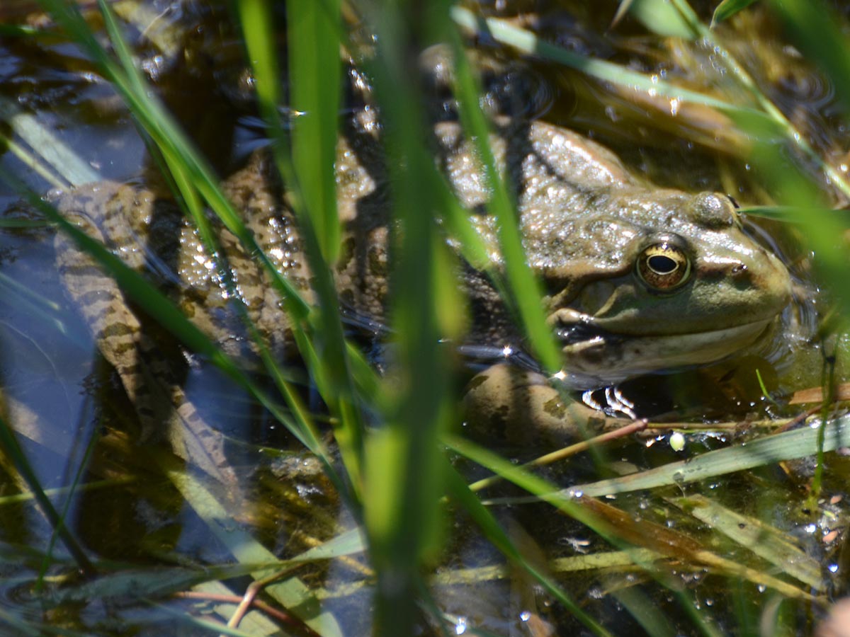  Rana esculenta