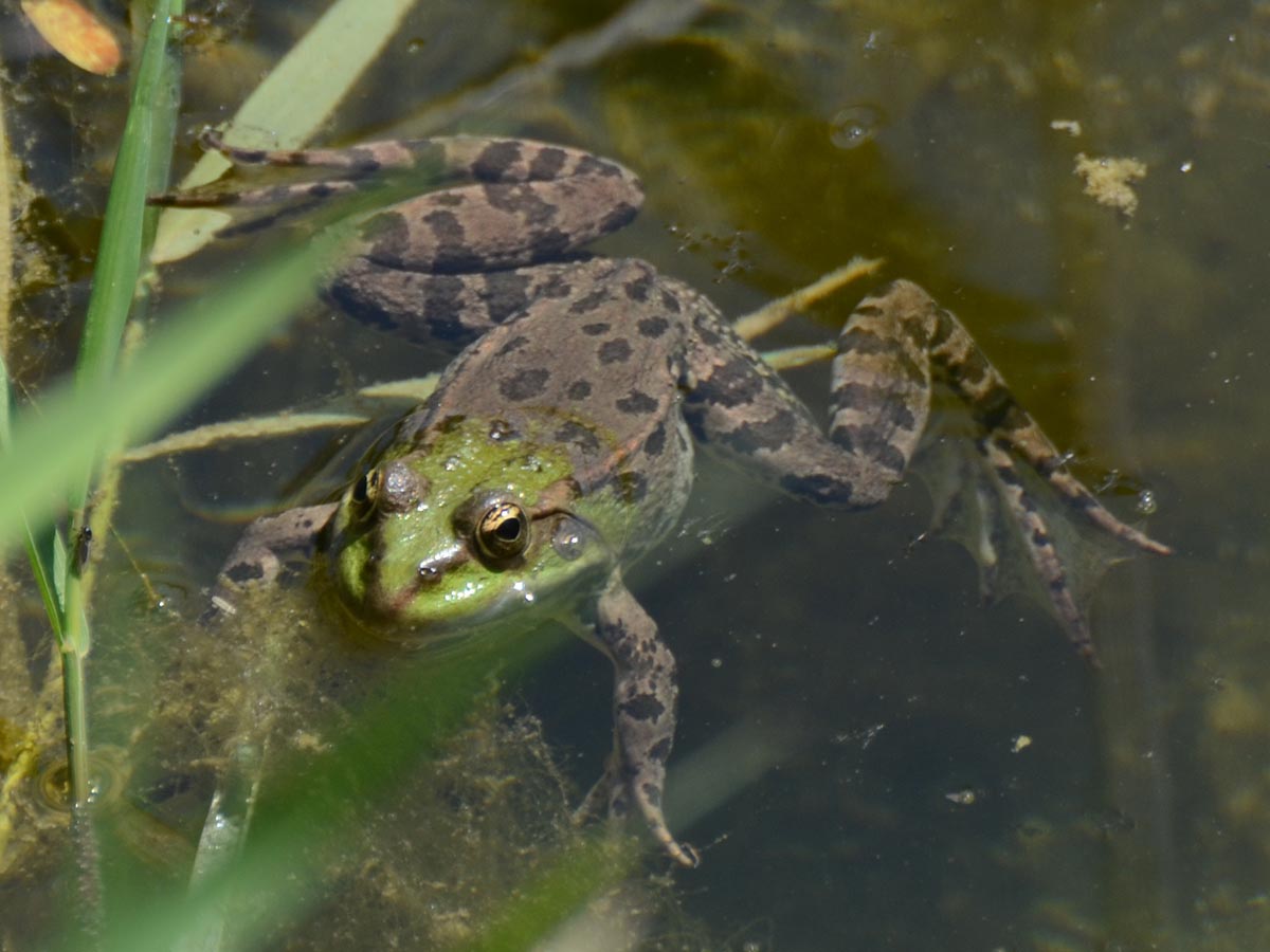  Rana esculenta