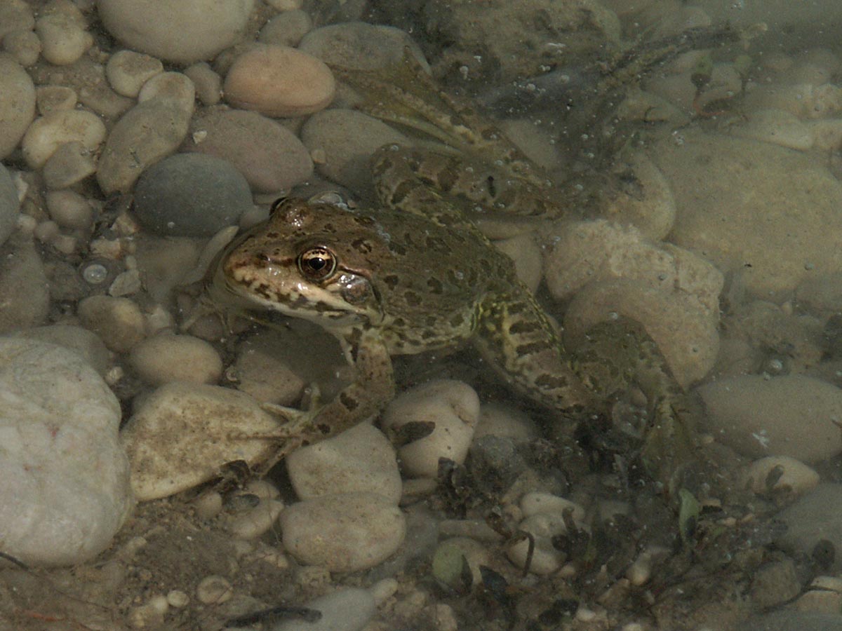  Rana esculenta