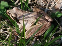  Springfrosch