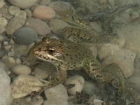  Teichfrosch