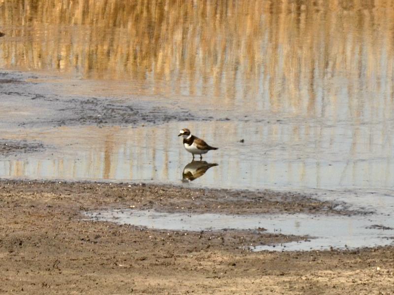 Charadrius hiaticula