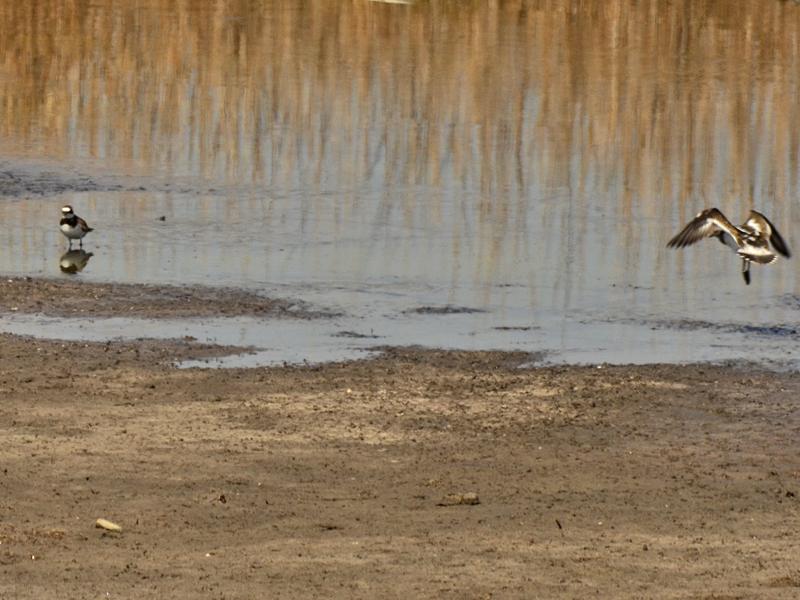 Charadrius hiaticula