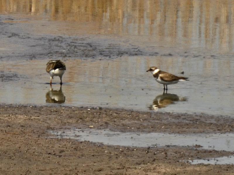 Charadrius hiaticula