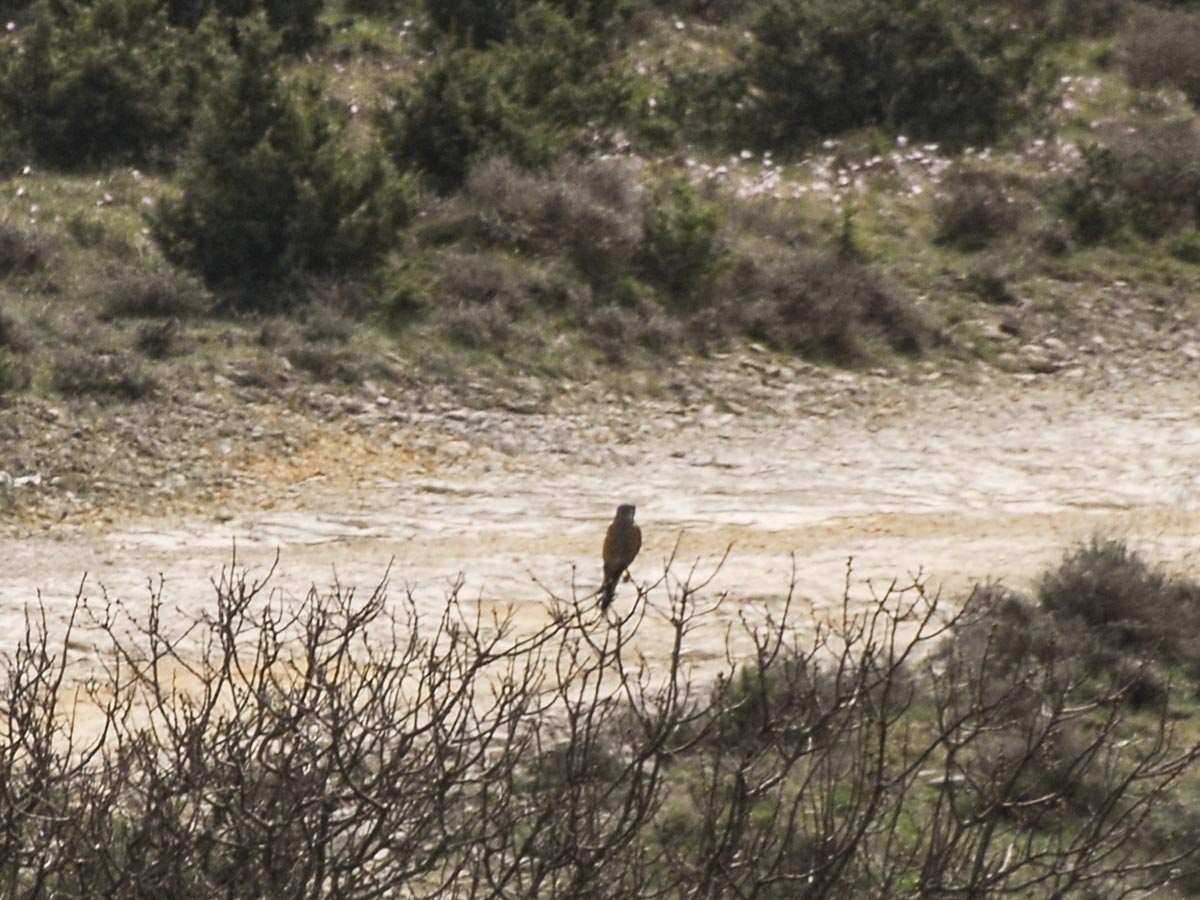 Falco tinnunculus