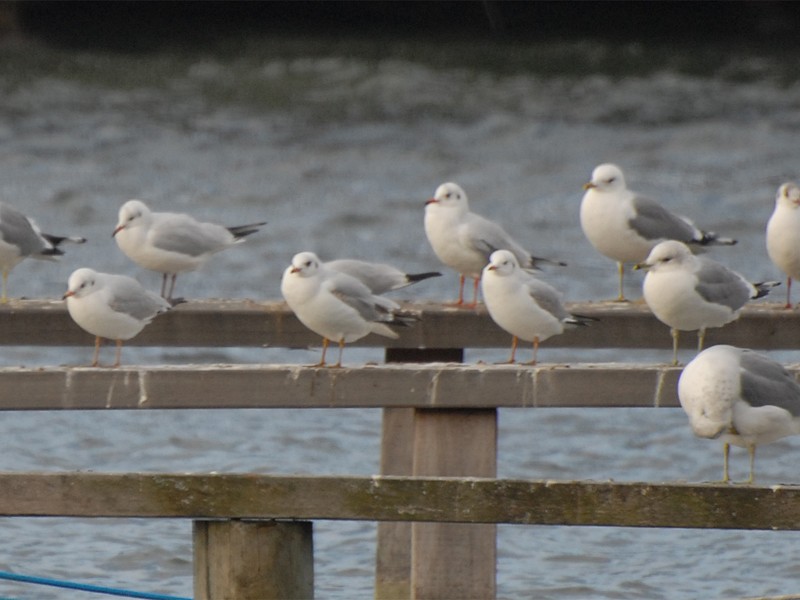 Larus ridibundus