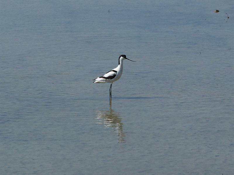 Habitus